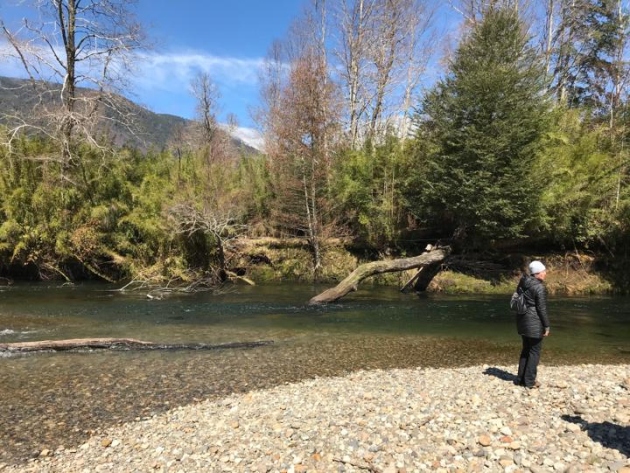 Vende parcela 1 hectárea sector Huife