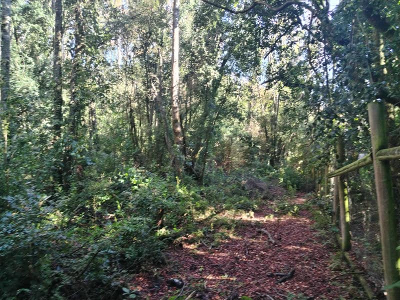 Parcela en venta en Pucón – 5.000 m² con bosque nativo, agua y luz – Camino al Volcán, sector Bellavista
